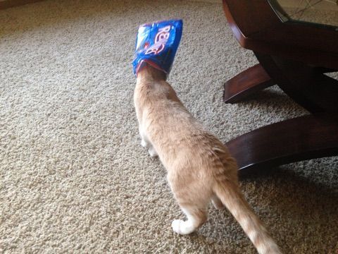 kitty baer